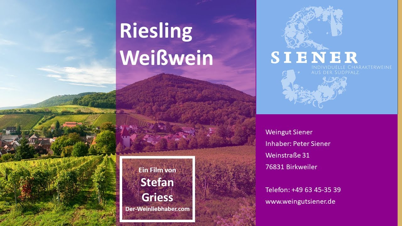 Riesling Weißwein - Südliche Weinstraße - Pfalz - Weingut Siener Birkweiler #Riesling #Weinliebhaber
