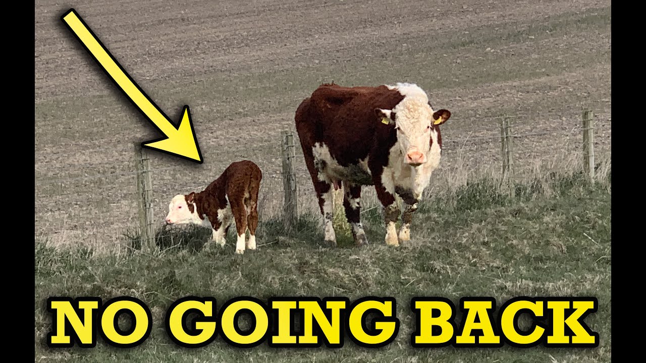 Getting cows outside after winter + my FIRST CALF!