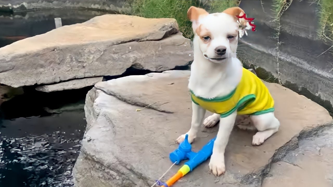 Monkey Baby Bo Bo and the puppy go fishingso funny