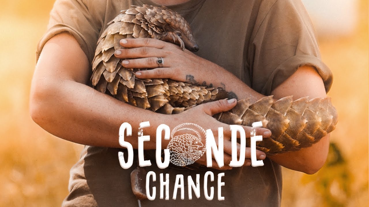 SAUV&Eacute;S DU BRACONNAGE | L&rsquo;animal le plus traqu&eacute; du monde &ndash; Documentaire Animalier