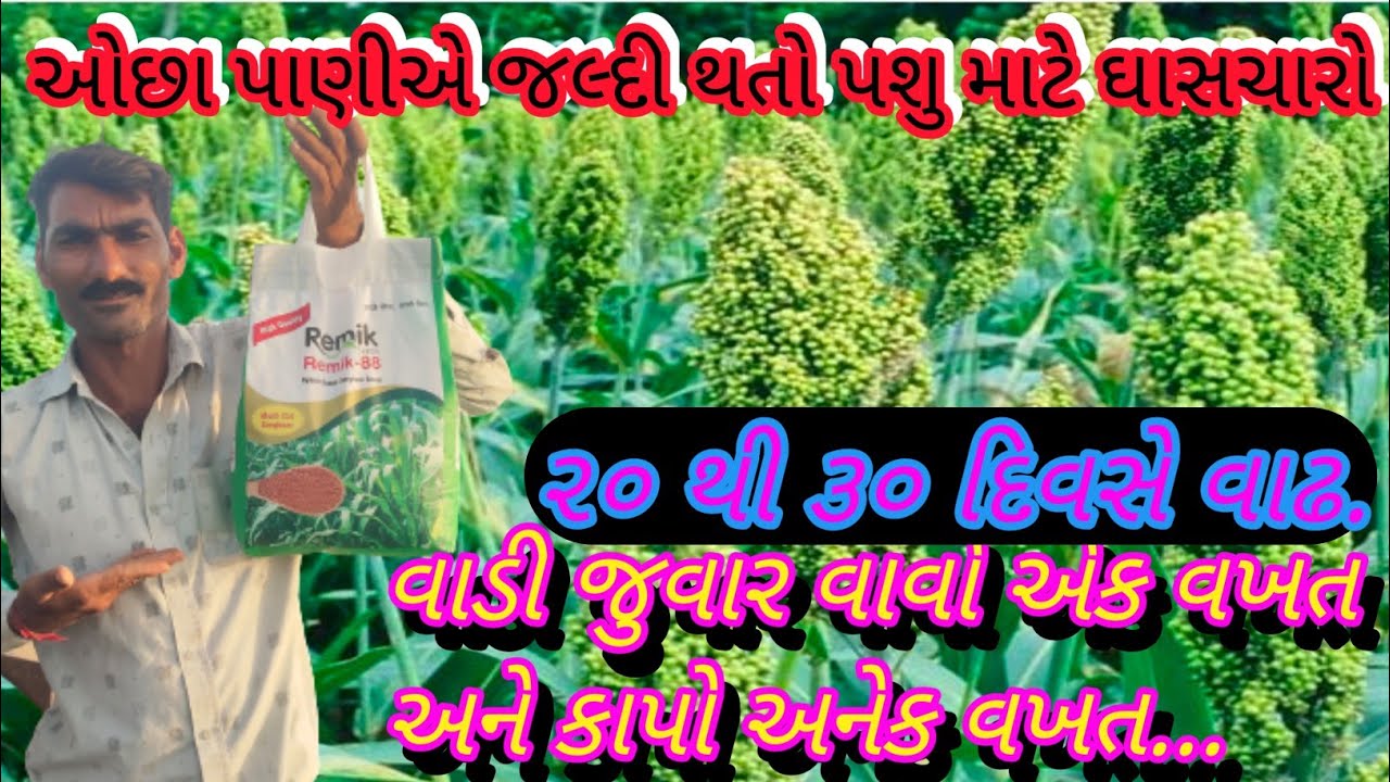 Farming for cattle. Friends planting sorghum, red paddy, farming in 50 days #desi life Madhav farm