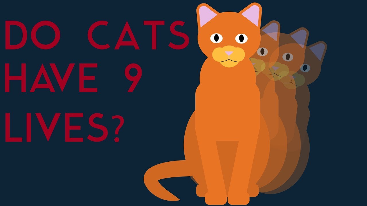 Do cats actually have 9 lives?