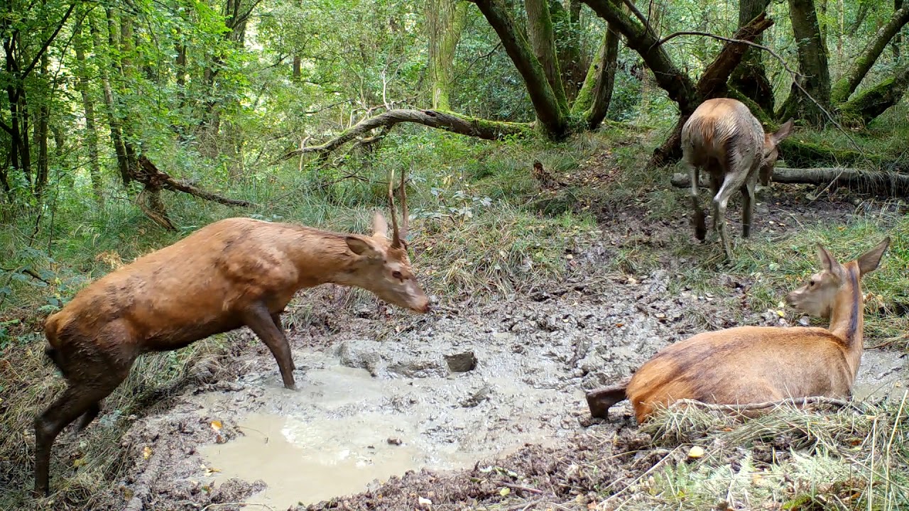 Wild Red Deer Wallowing On 4K Trail Camera (zrzuty)