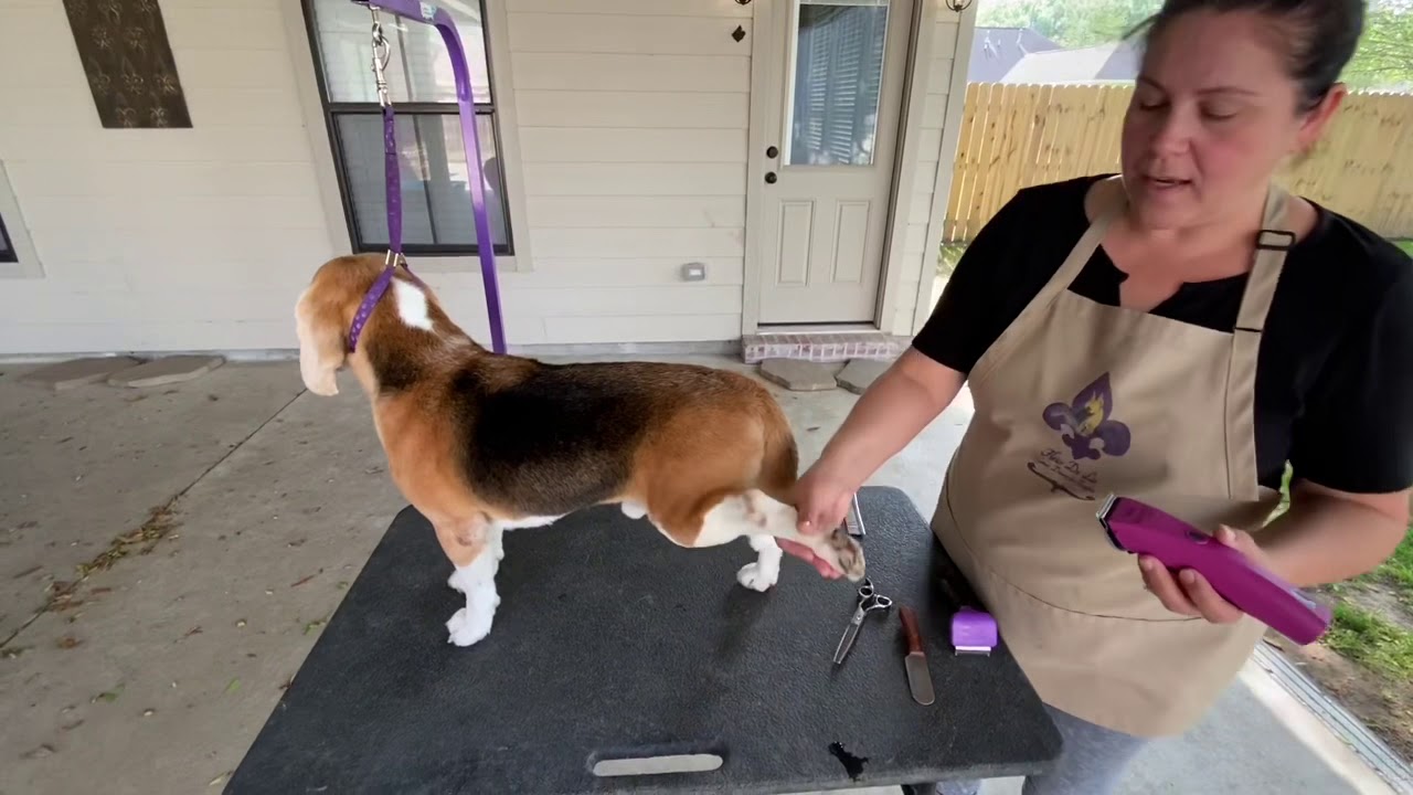 Beagle show grooming 101 part 1