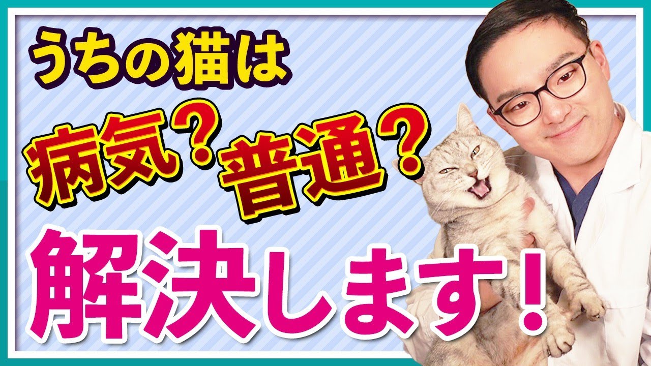 【あるある】飼い主の悩み7選！！うちの猫は普通！？病気？？獣医が解決します！