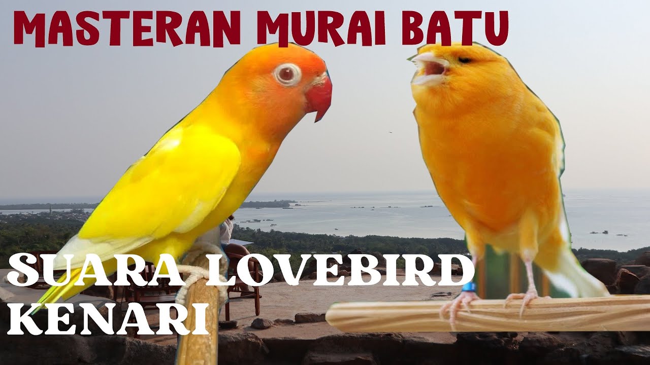 Masteran burung Suara Kenari dan Lovebird untuk MURAI Batu, Cak Ijo, Kacer