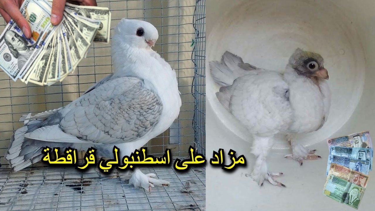 مزاد على اجمل انواع طيور حمام الكش والزينة عروق شامية وطقاطيق نخب الله يبارك