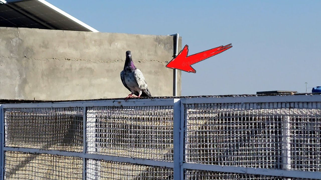 Ye kabootar kis ka hai ? | Ch Sakhi Muhammad Bhatti Pigeons