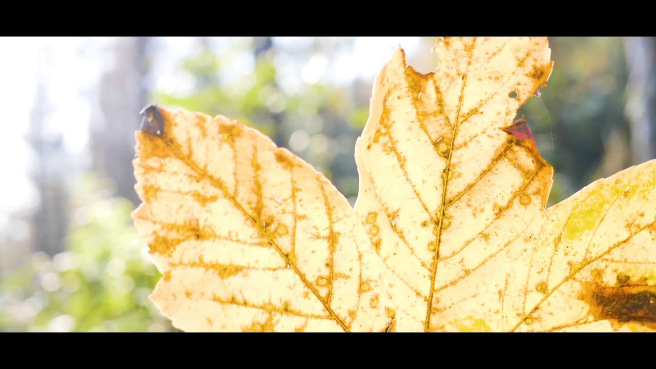 30 seconds whatsapp status nature videos.
