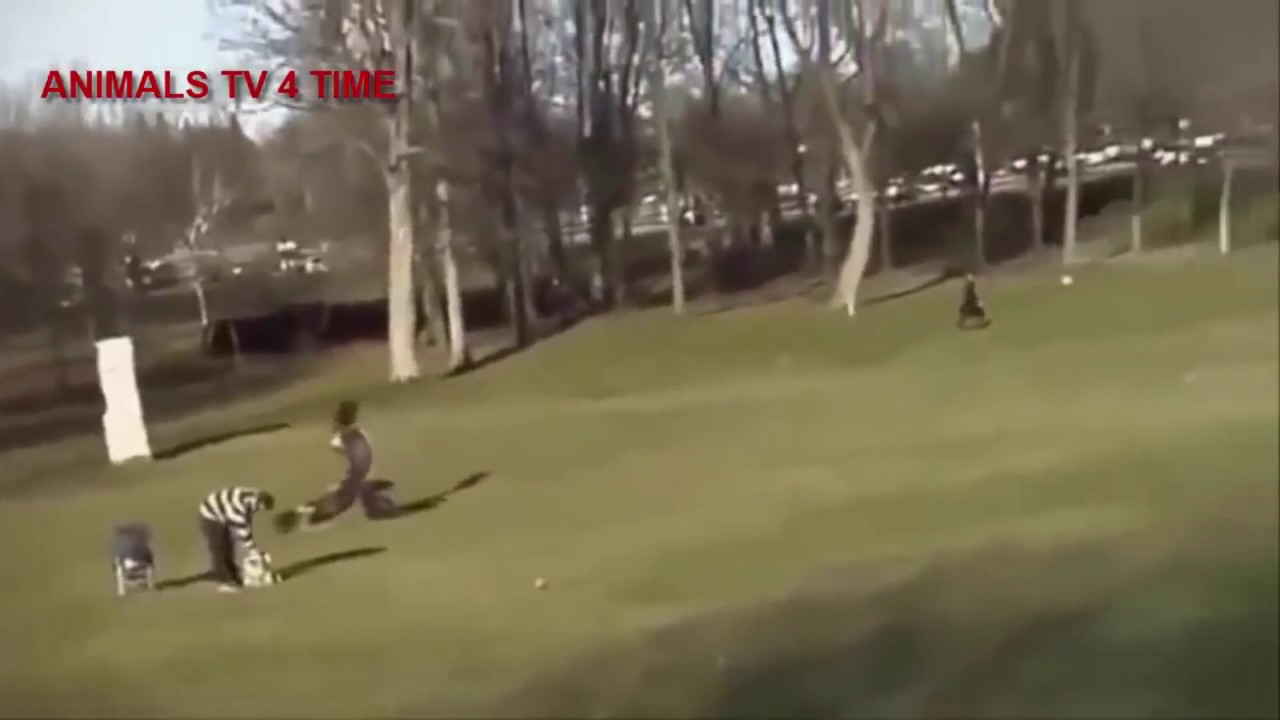 Eagle Steals Baby （鷲が子供をさらう）