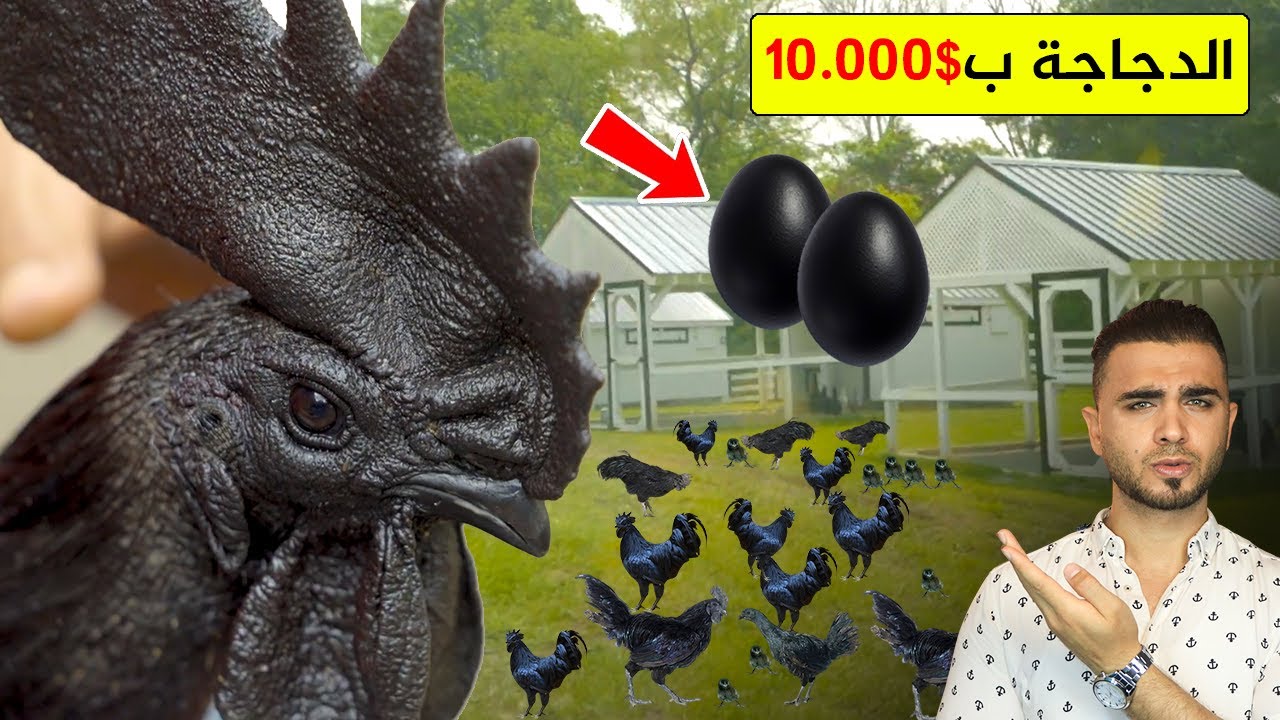 تربية أغلى دجاج في العالم 🤔 دجاج أيام سيماني الأسود 🐔دجاج لامبورغيني فقط للملوك!؟