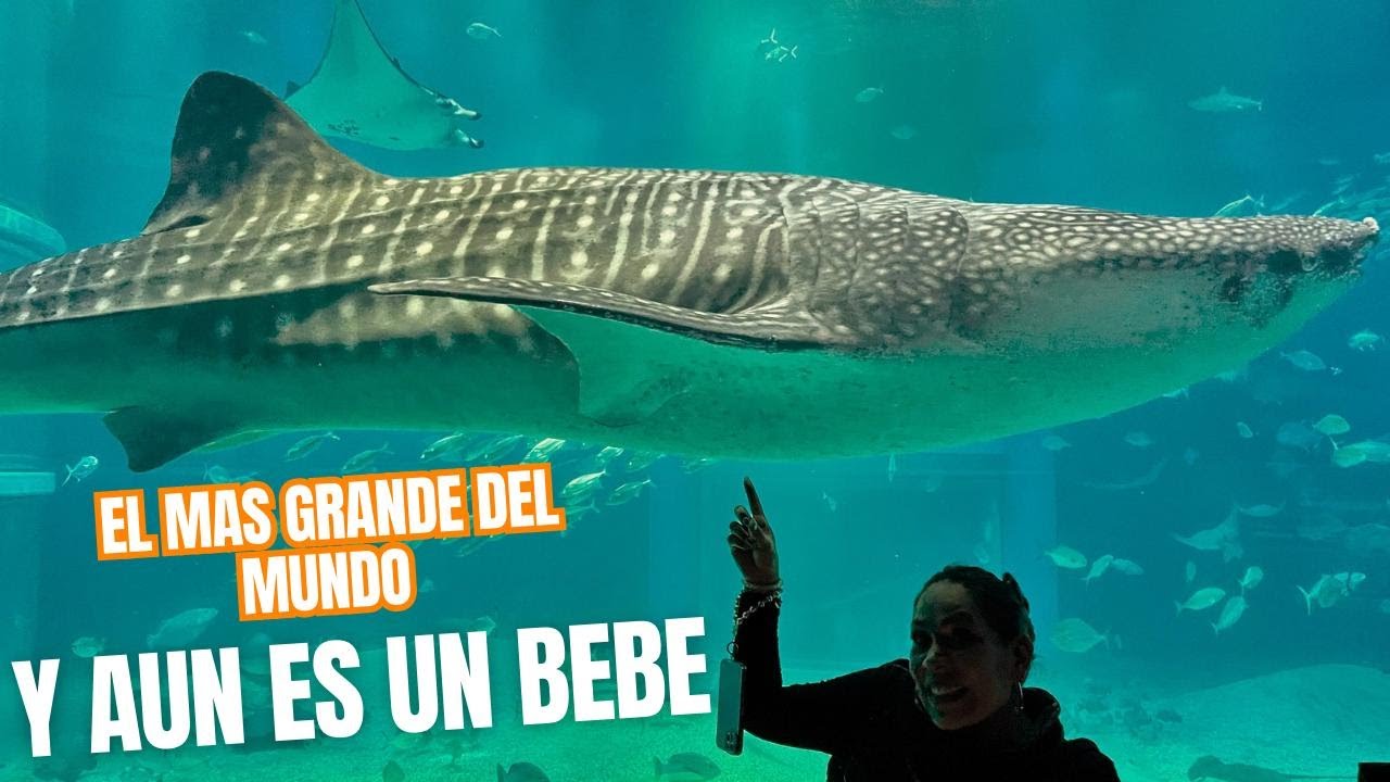 EL PEZ MÁS GRANDE DEL MUNDO