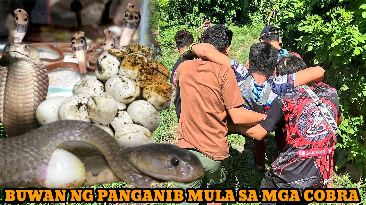 NANGYARI NA ANG INAASAHAN PAG KALAT NG COBRA