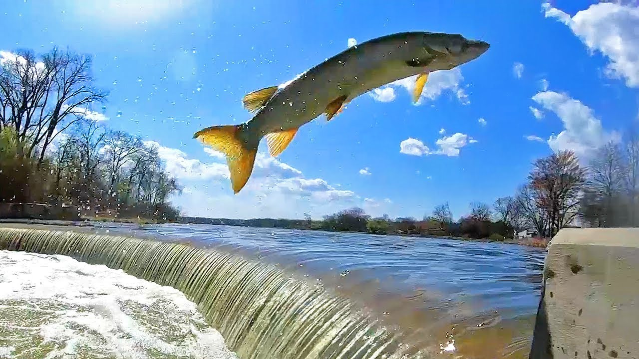 MUSKY JUMPING WINGRA DAM - Madison Wisconsin