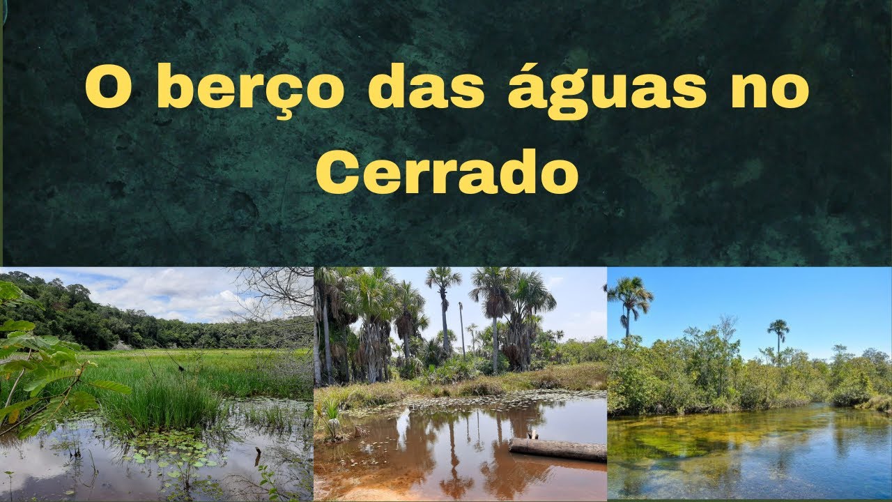 Bioma Cerrado, Veredas e o Buriti