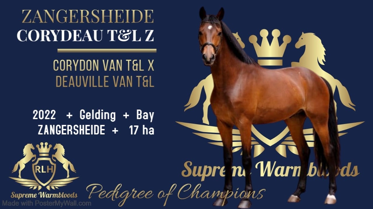 CORYDEAU T&L Z - Corydon van T&L X Deauville van T&L