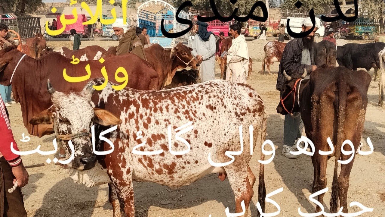 Luddan Mandi ka online Visit kren.  10 December 2025.   03017004685