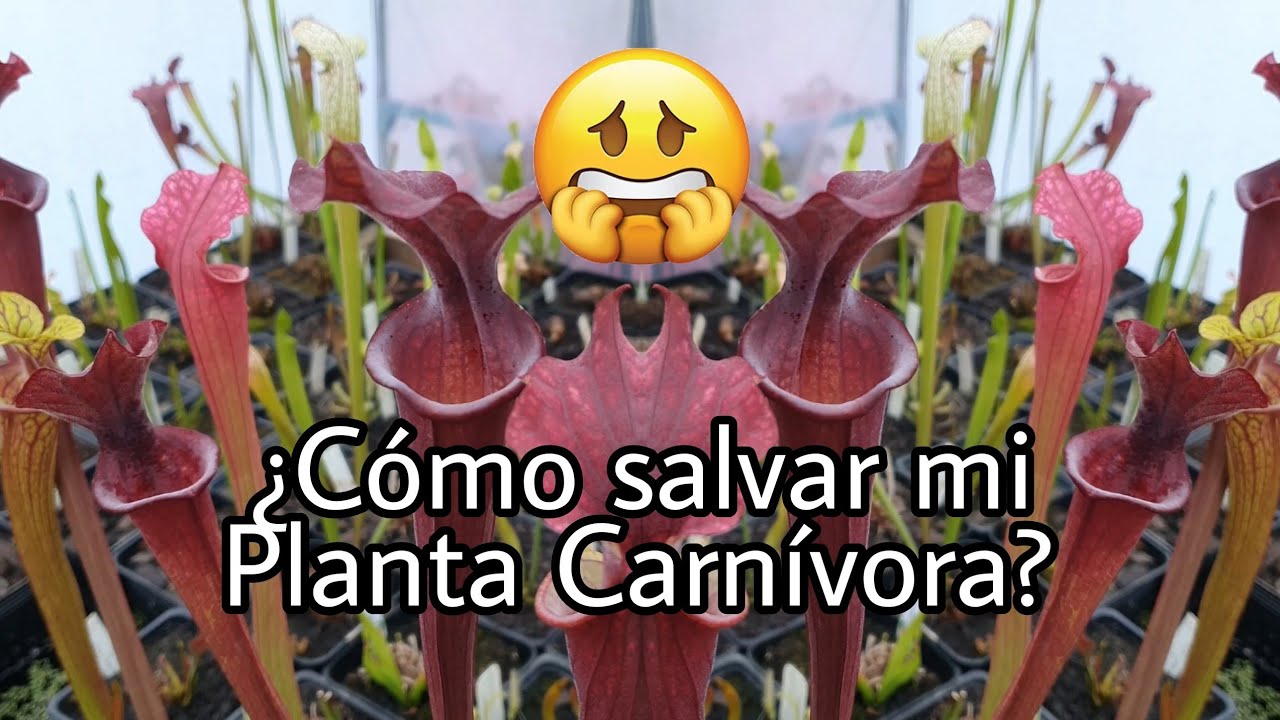 ¿Cómo recuperar mis plantas carnívoras? - Salvando nuestras plantas