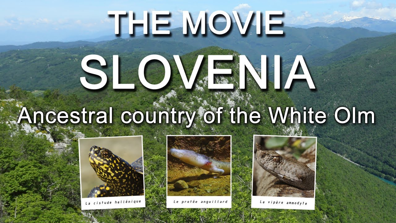 SLOVENIA 'Ancestral country of the White Olm'
