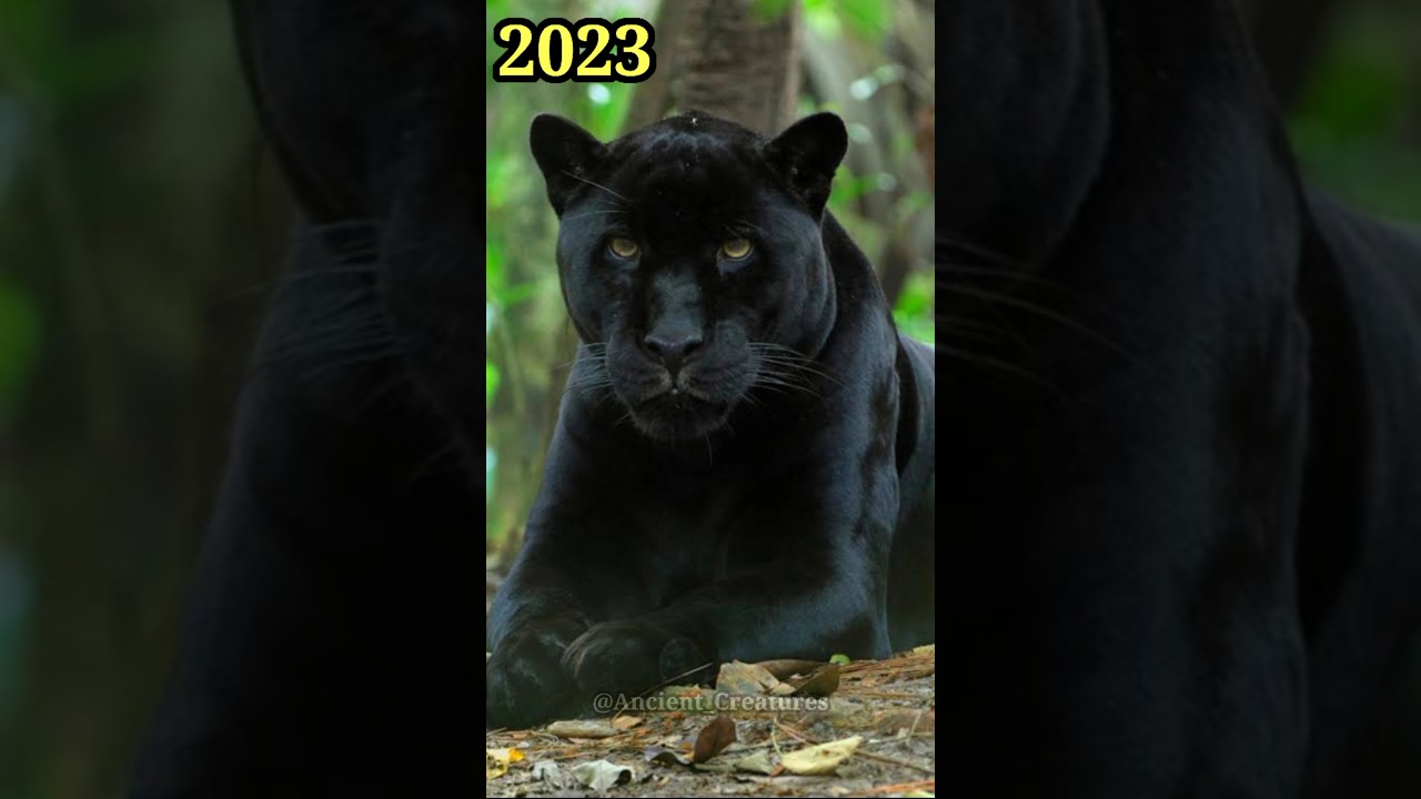 2023 Black Panther and 5000 Bce Black Panther || Ancient Creatures #shorts #shortsvideo #viral