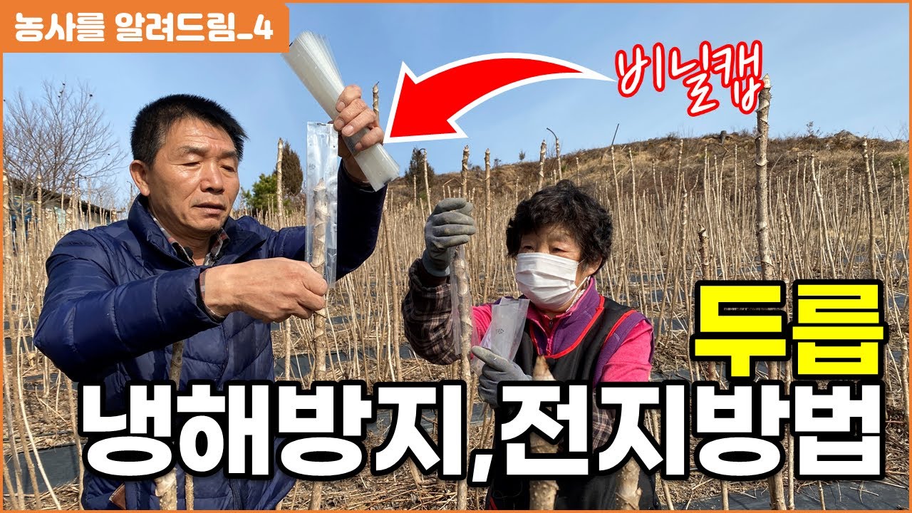 두릅 재배방법, 비닐캡 냉해방지 서리 방지, 가지치기, 전지방법, 퇴비 활용