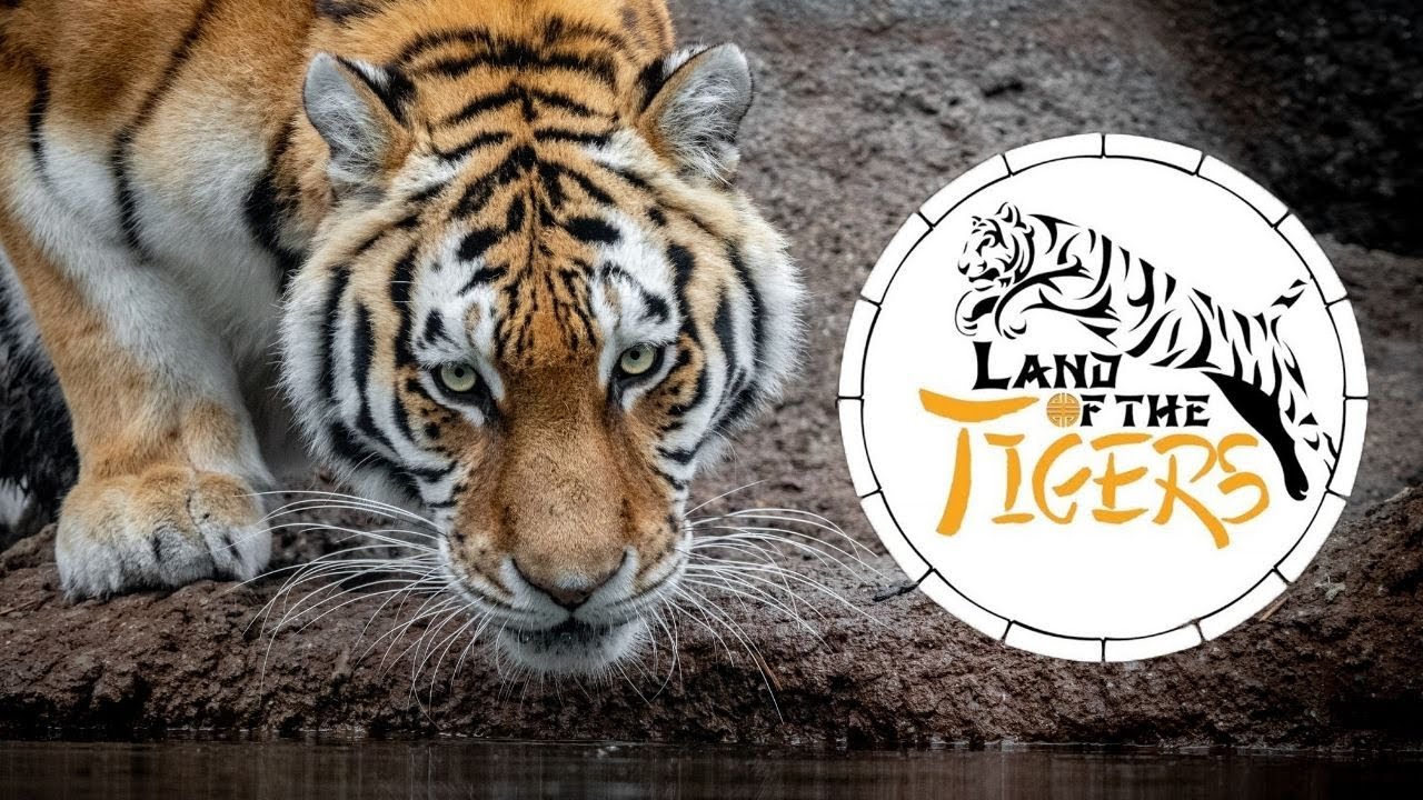 Tour of the Brand New Land Of The Tigers Exhibit at Paradise Wildlife Park
