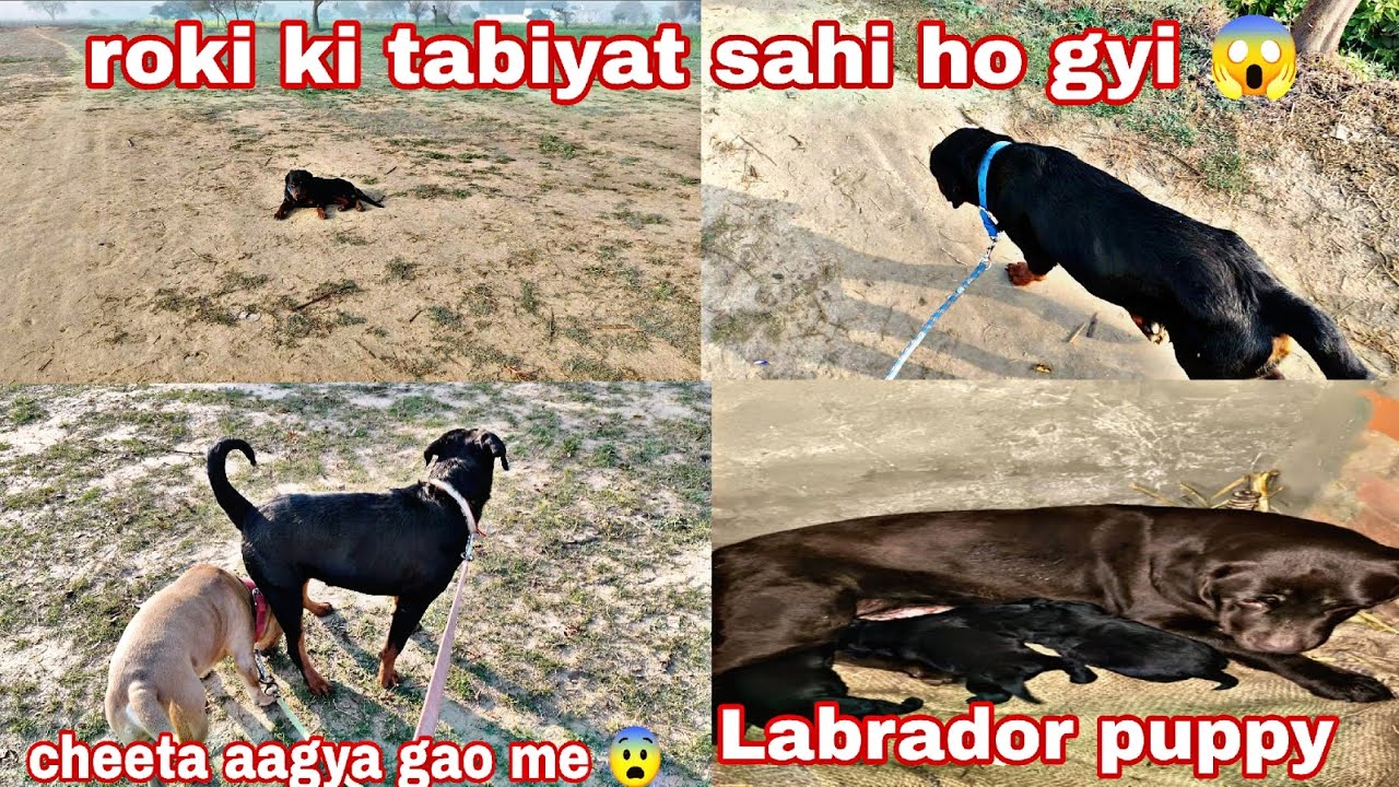Roki ki tabiyat sahi ho gyi 😱 cheeta aagya gao me 😨 labrador puppy 🥰