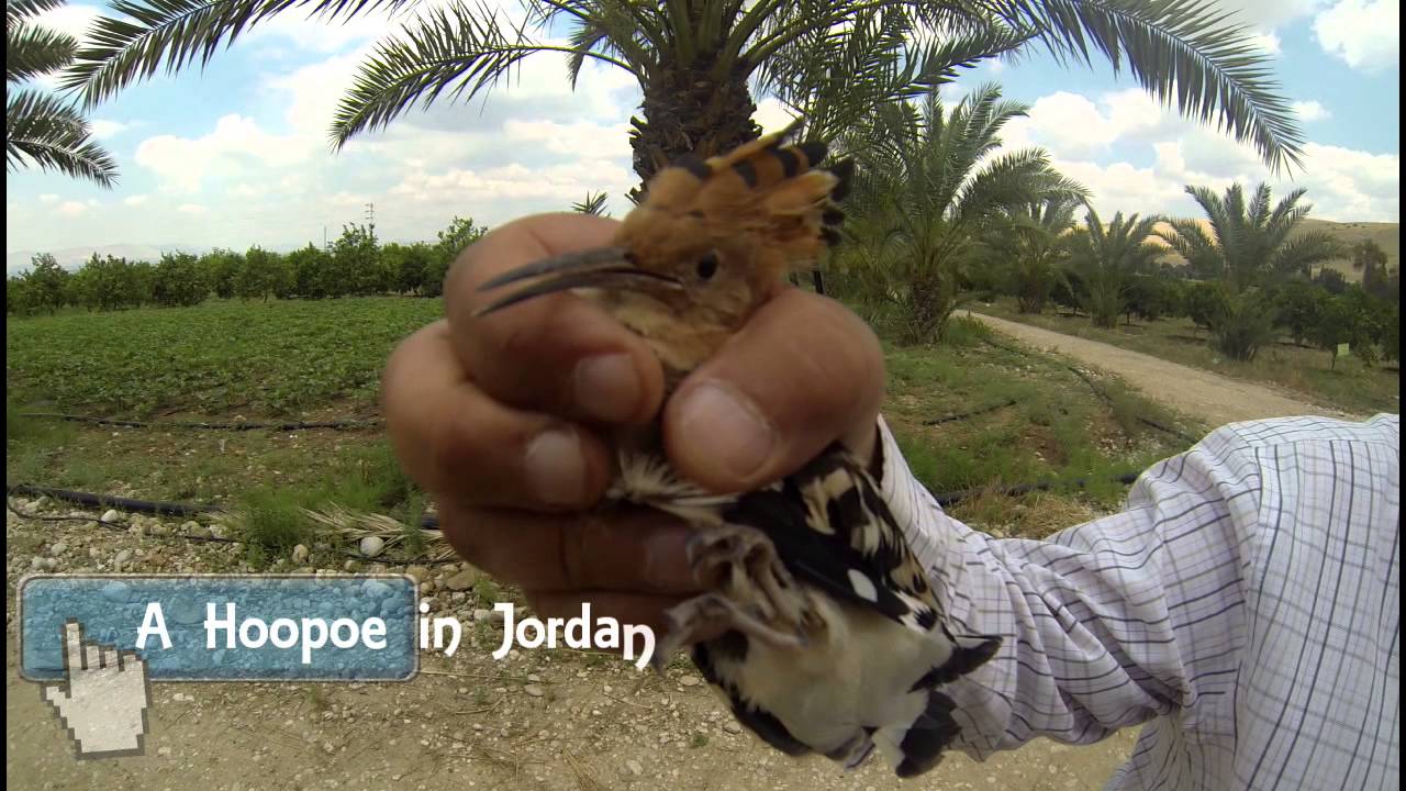 Barn Owls in pest control, cooperation and education in Israel and its neighbors