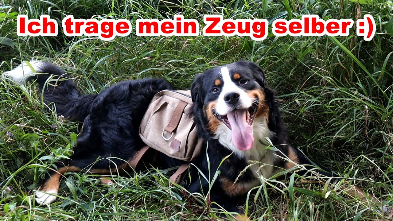 Mit Hund 🐕 Mehrtagestouren ( Draußen Schlafen ) | Erfahrung Tipps Wandern mit Hund outdoor