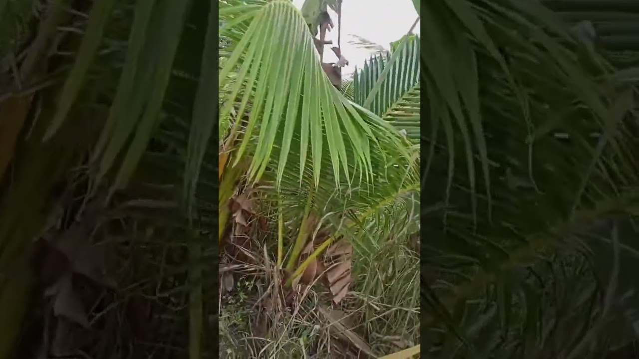 Dahan dahan namin nilinis Ang farm para taniman Ng mga prutas at niyog salamay Kay papa sa suporta
