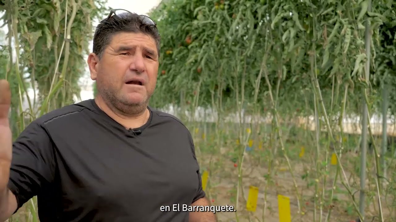 🍅 Miguel Amezcua y Mª del Mar Gimeno nos enseñan un cultivo de tomate pera Margymeno RZ en Níjar