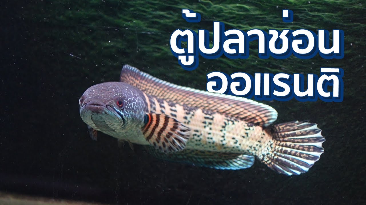 ตู้ปลาช่อนออแรนติ Channa Aurantimaculata