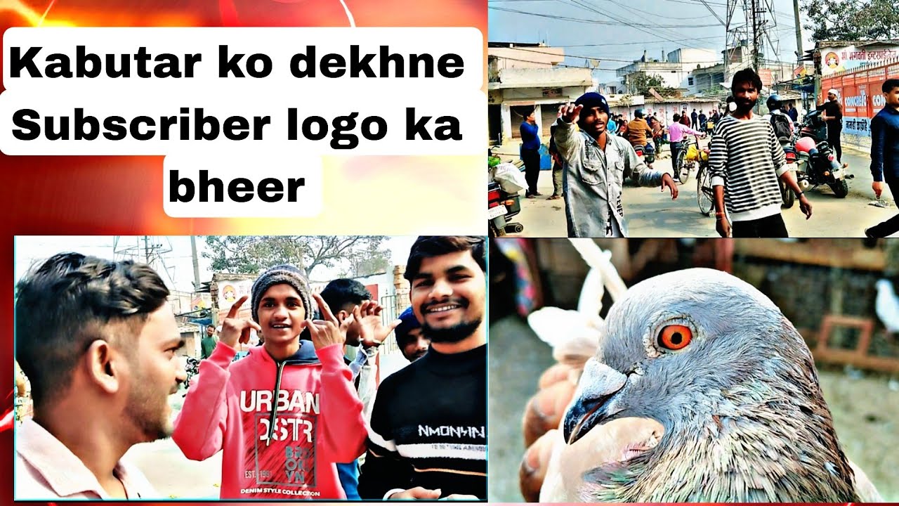 7km se kabutar ko chora aaega ki nhi?? #pigeon #rspigeonvlog23 