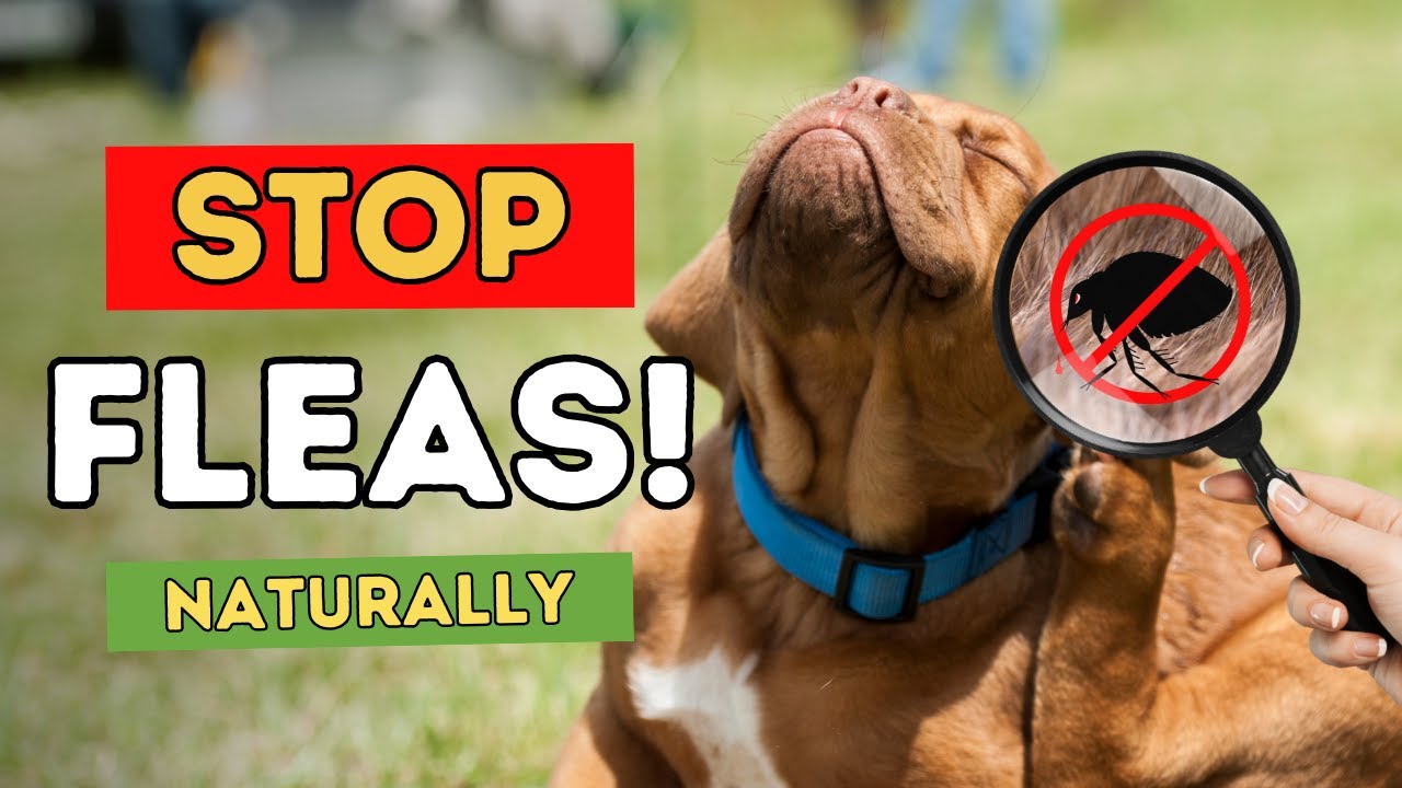 Natural Flea Control