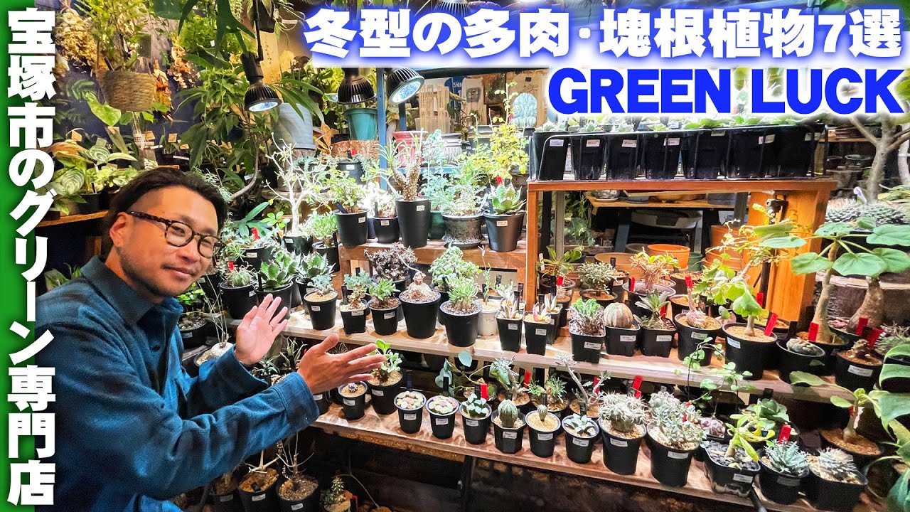 【観葉植物専門店グリーンラック】一鉢でオーラを放つ！冬に成長する塊根植物、多肉植物の希少品種を紹介【兵庫県宝塚市GREEN LUCK】