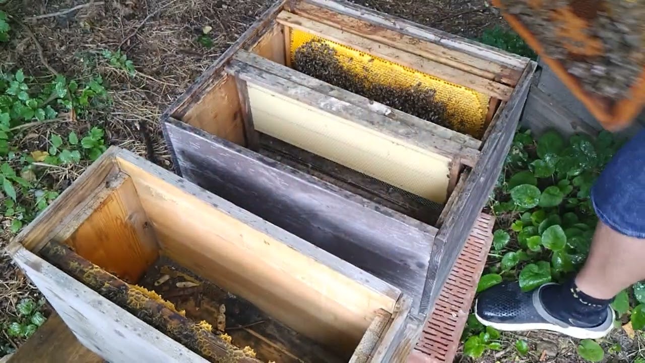 Bienen Einwabenableger winterstark machen