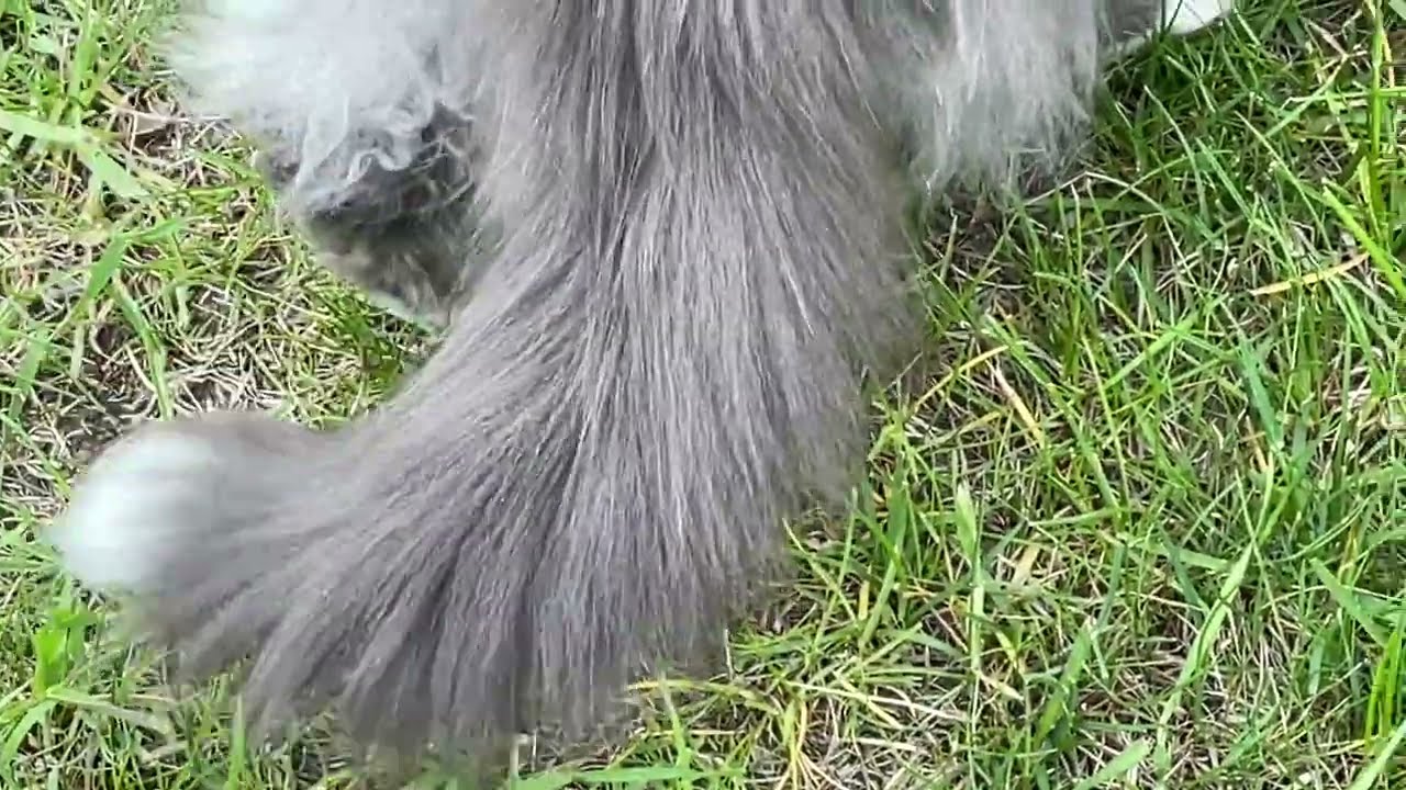 🐱👀 🐈 👀 Genuine 🙀 Cat 👀 🐱👀 🐈