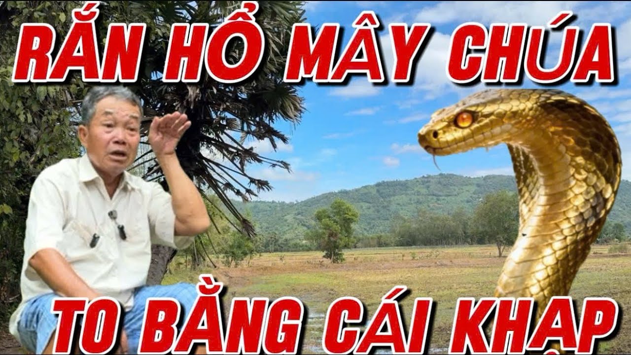Chấn động anh năm sống ở vùng thất sơn bảy núi chạm trán rắn hổ mây khủng to bằng cái khạp da bò