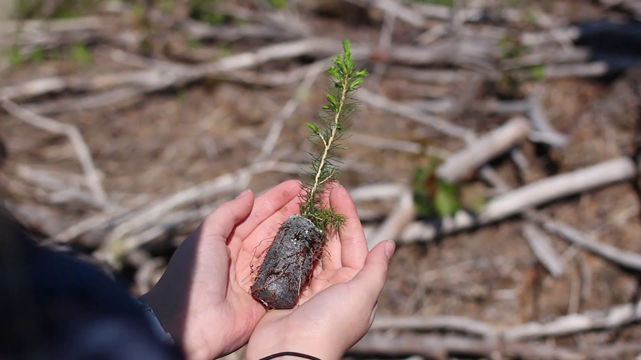 What Is Silviculture?