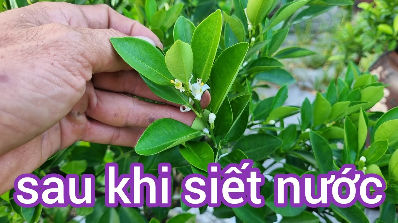 Các bước thực hiện để bắt hoa cho quất chuẩn tết