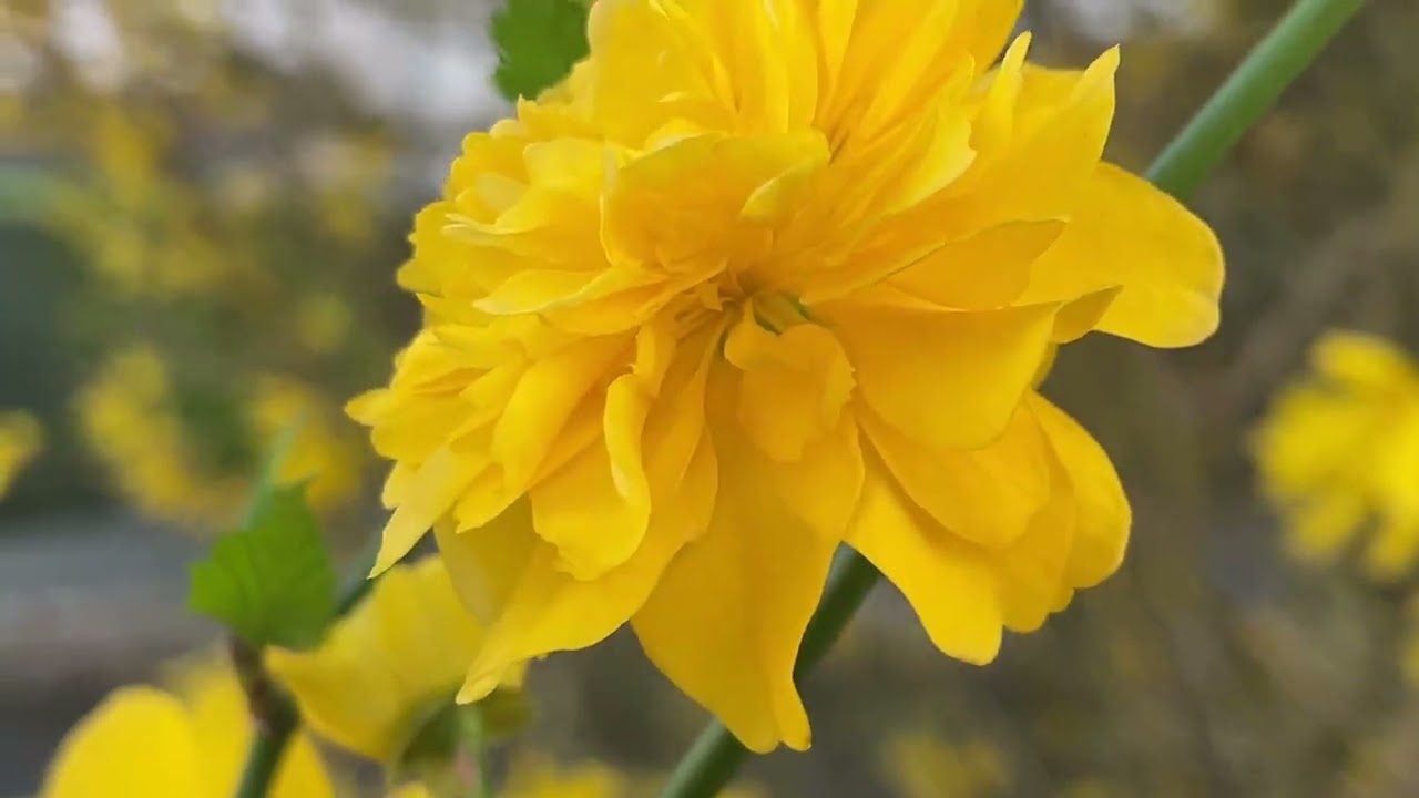 CHÀO MÙA XUÂN MỚI VỚI NHỮNG BÔNG HOA XINH TƯƠI☘️🌼🌸🌺