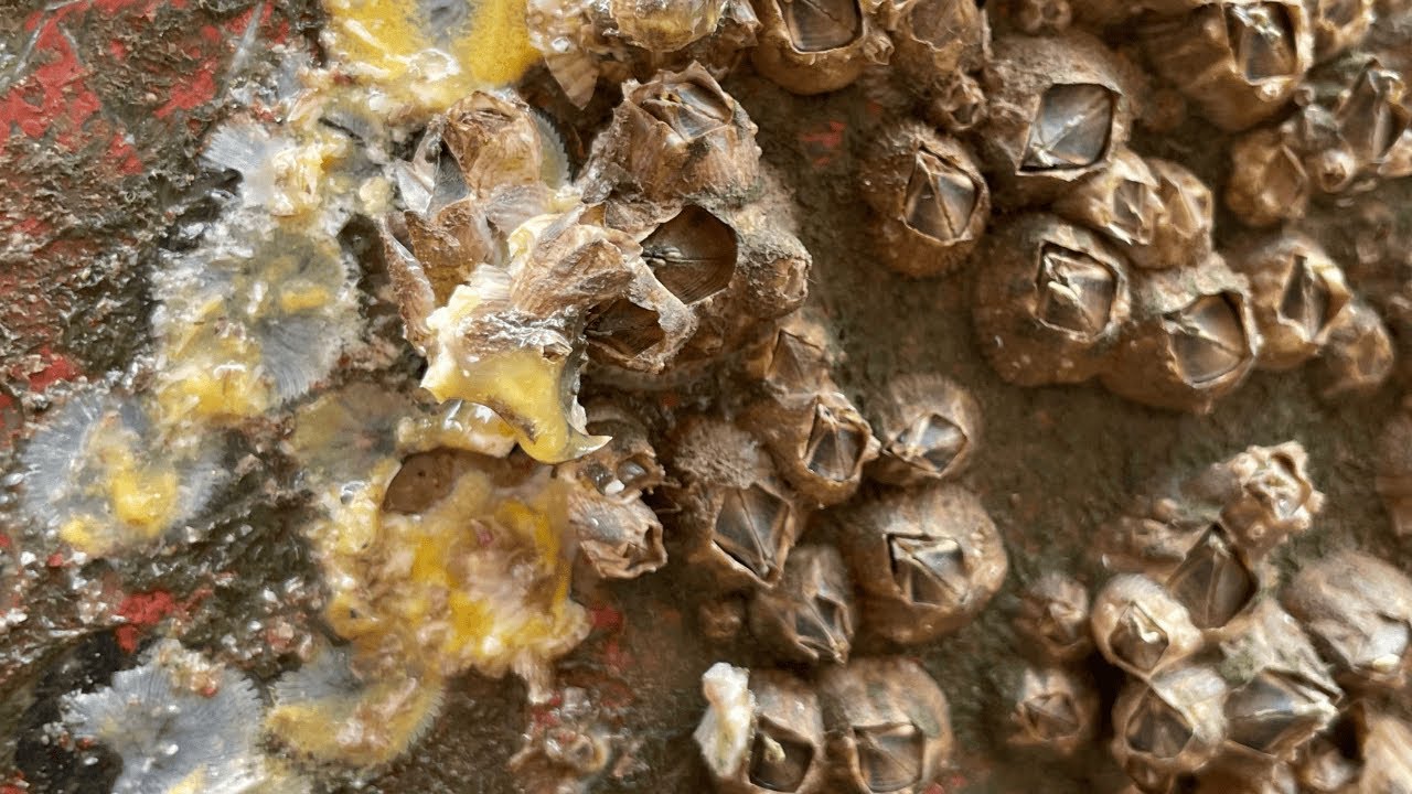Satisfying ASMR Barnacles Removal – Deep Boat Cleaning | No Talking, Pure Scraping Sounds