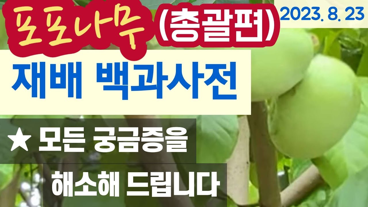 **너무 잘 죽습니다. 절대 심지마세요. 포포나무 키우기(총괄편) #식재/번식 #관리 #수정 #수확 #저장 