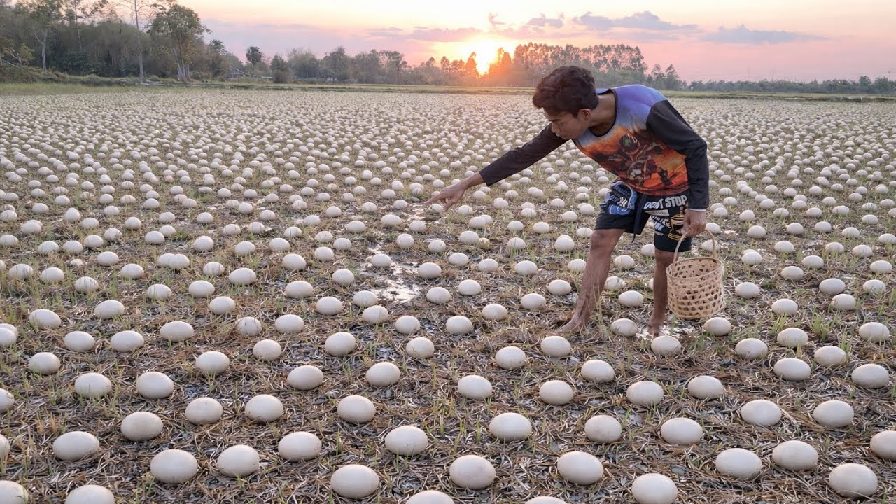 Wow Wow! I Found Duck Eggs All Over the Rice Field!