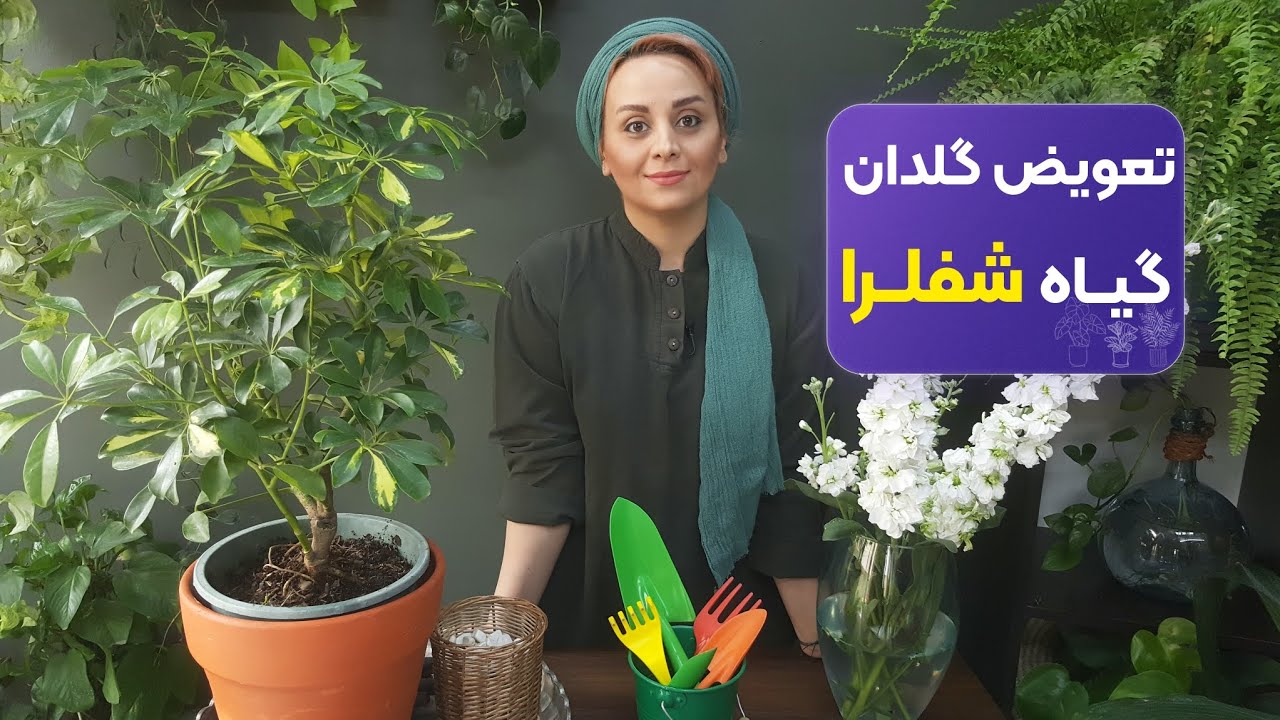تعویض گلدان شفلرا - نکات مهم تعویض گلدان گیاهان آپارتمانی|چجوری تعویض خاک کنیم؟