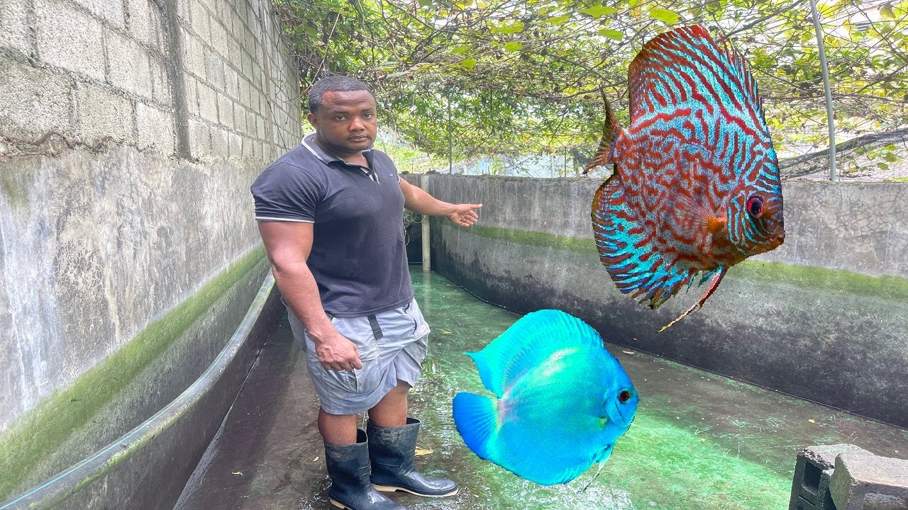 Día 32 de los peces disco y 2000 peces koi 🥳