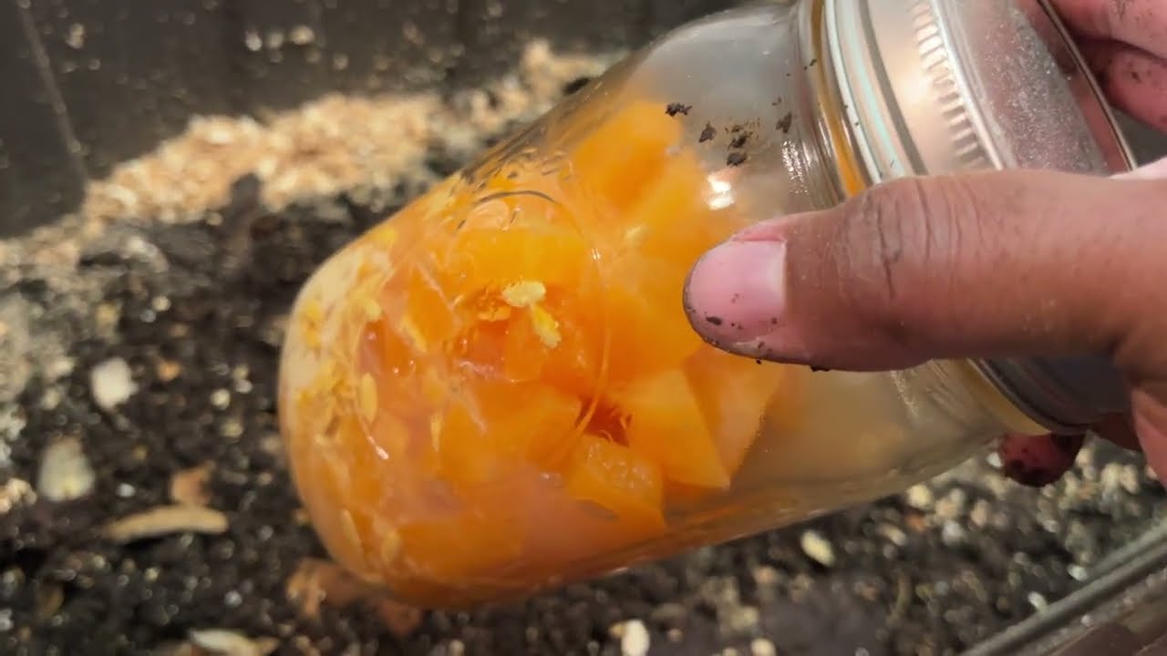 A Belated Post-Harvest Feeding: Sawdust, Potato Peels, & Fermented Cantaloupe | Worm Farmer's Diary