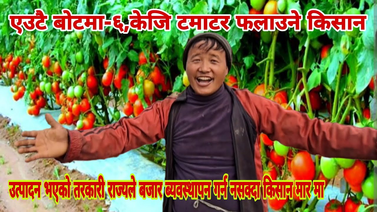 कुनैबेला गाउमै सबैभन्दा बढि धान फलाएर पुरस्कृत भएका किसान अहिले तरकारी खेती गर्दै लाखौ आम्दानी गर्दै