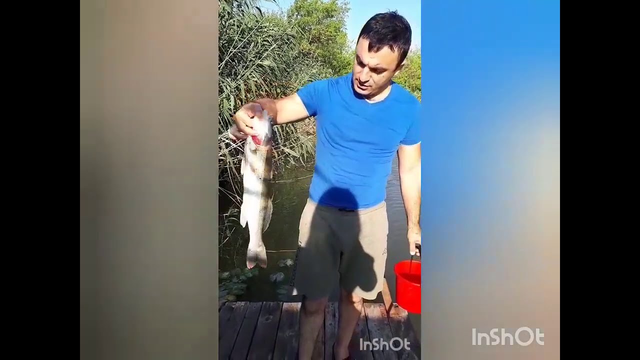 Самый лучший способ ловли судака на живца