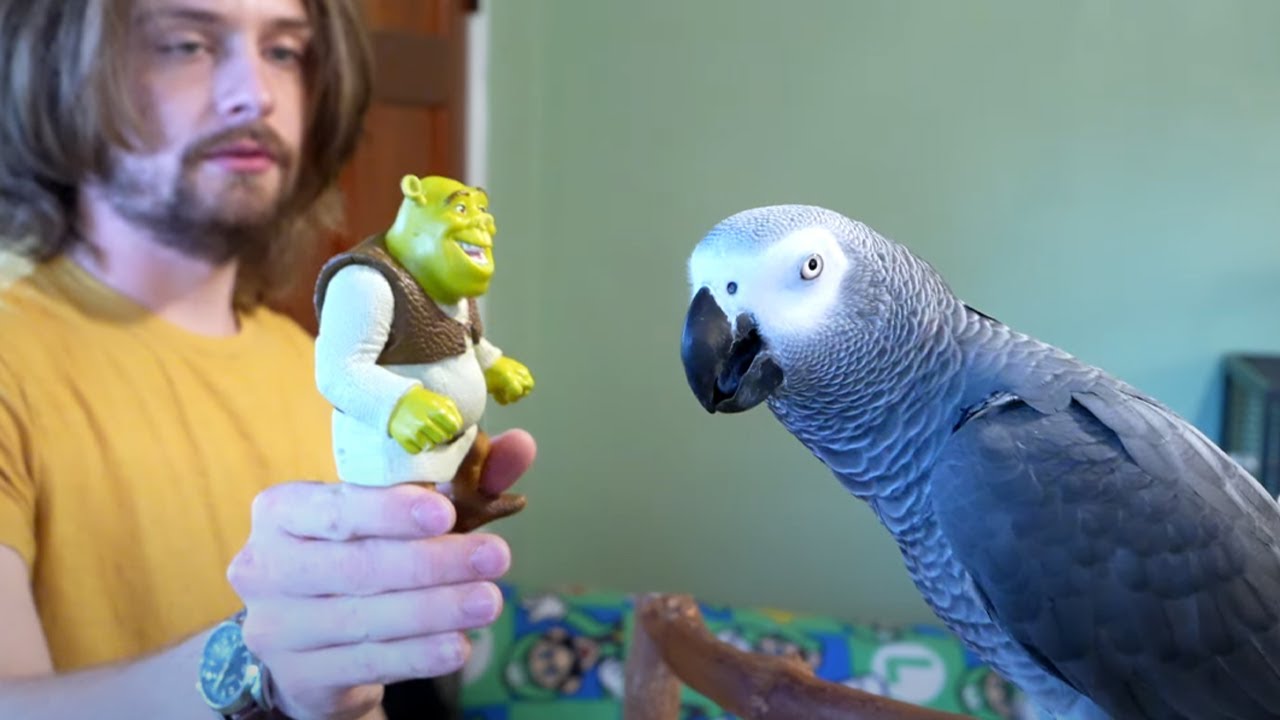 Return of Shrek | Live w/ Apollo the Talking Parrot